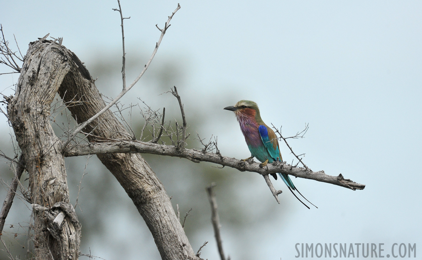 Coracias caudatus caudatus [550 mm, 1/4000 Sek. bei f / 7.1, ISO 1250]